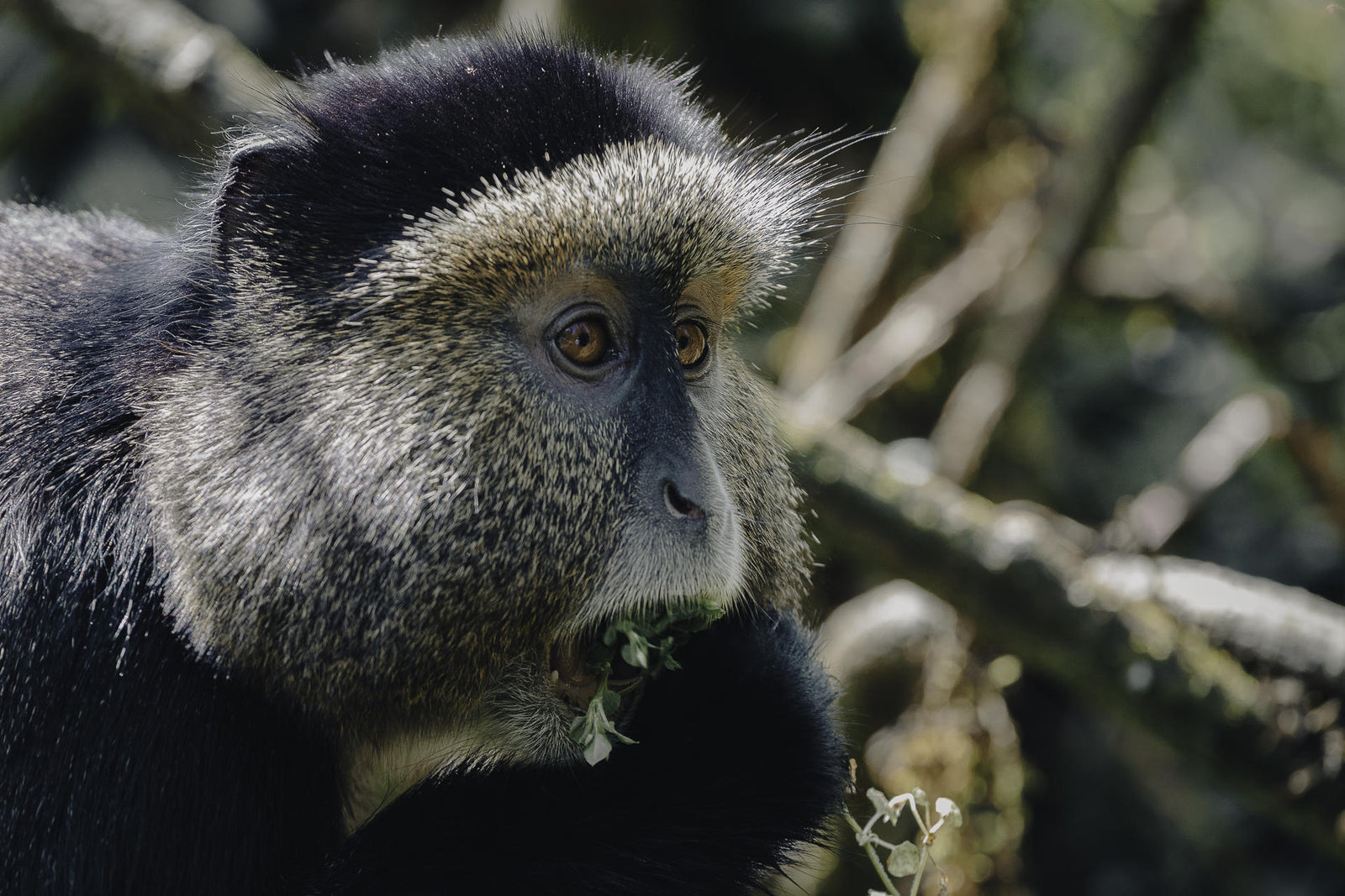 Wilderness Sabyinyo – Golden Monkey Trekking *
