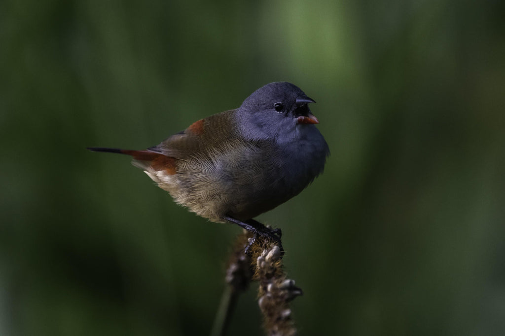 Wilderness Sabyinyo – Guided Bird-Watching Walks gallery image 6