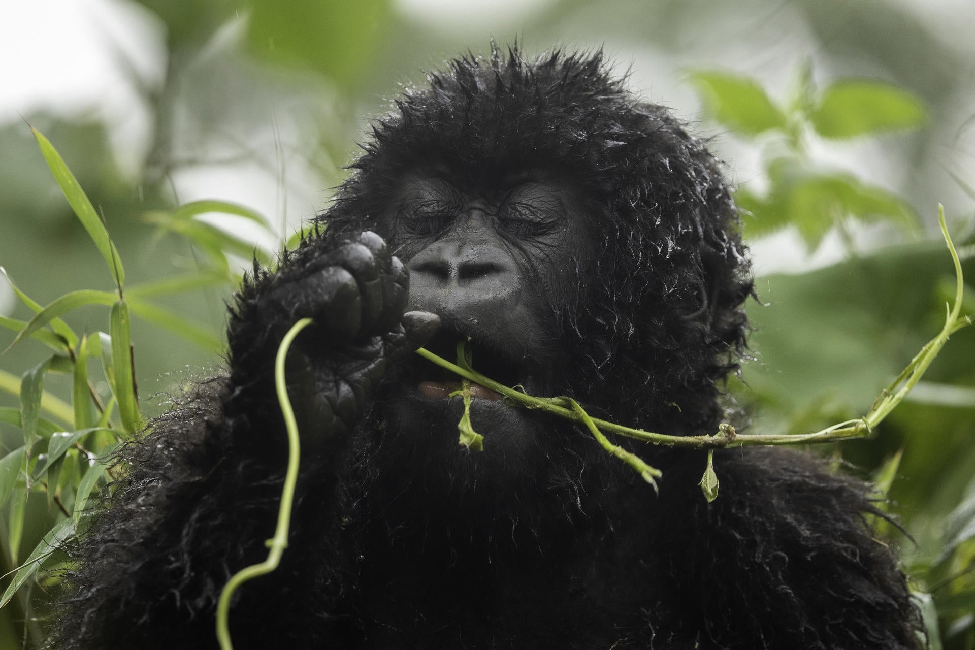 Wilderness Sabyinyo – Gorilla Trekking * gallery image 6