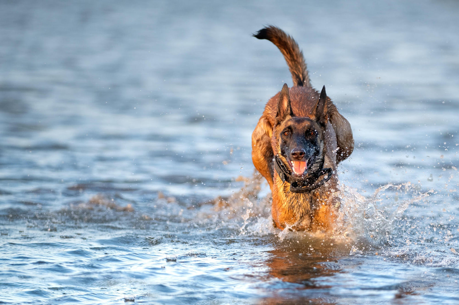 Canine Unit Experience