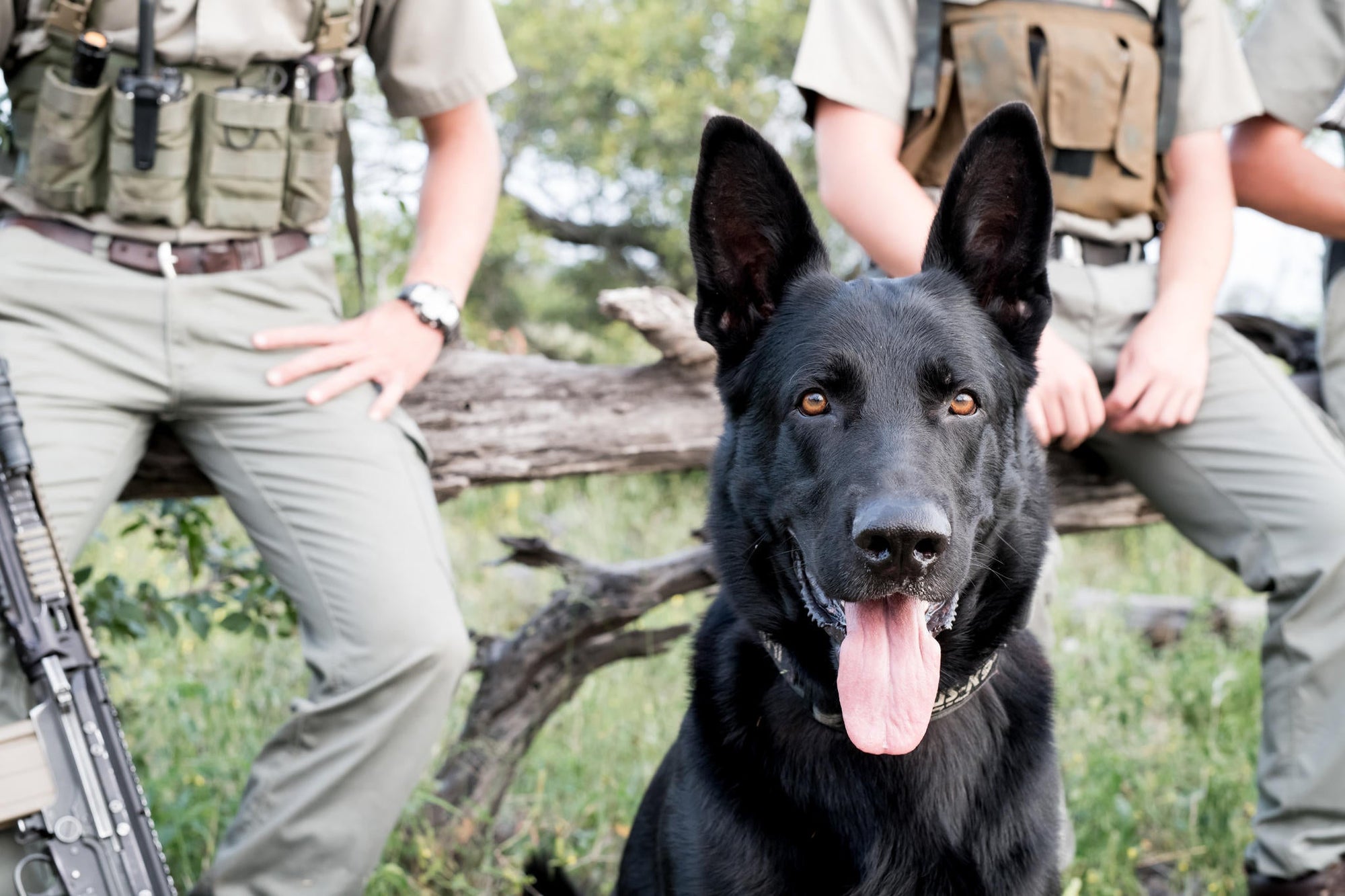 Canine Unit Experience gallery image 4