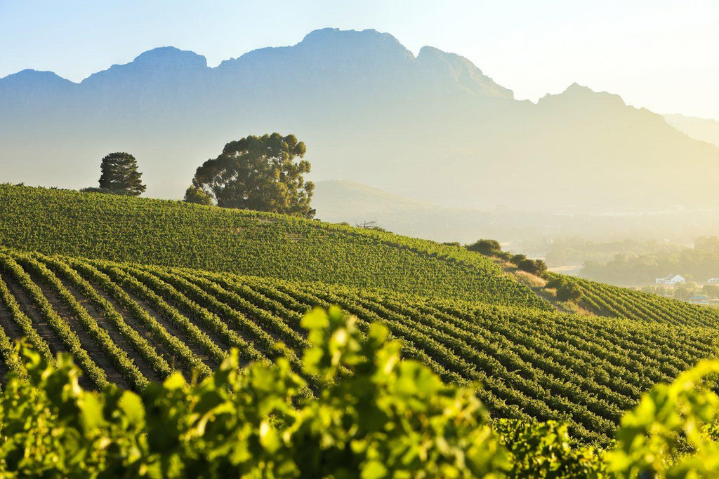 Wines of the Cape & Delaire Graff Wine Lounge gallery image 2
