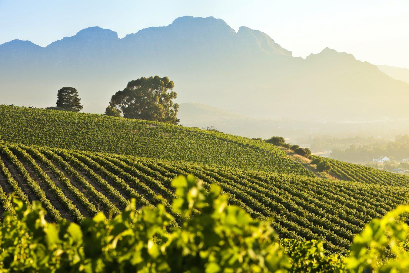 Wines of the Cape & Delaire Graff Wine Lounge gallery image 2