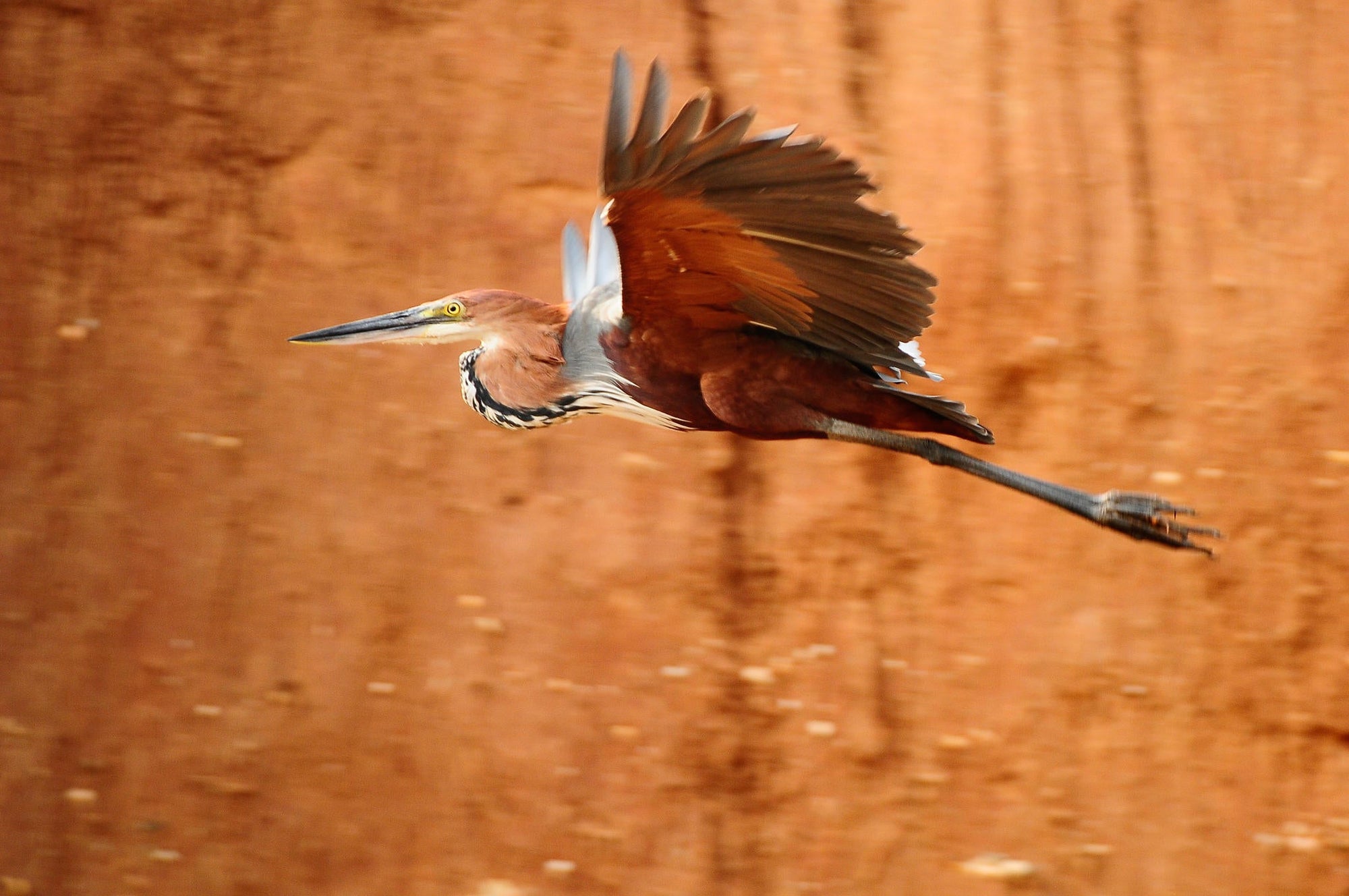 Birding gallery image 3