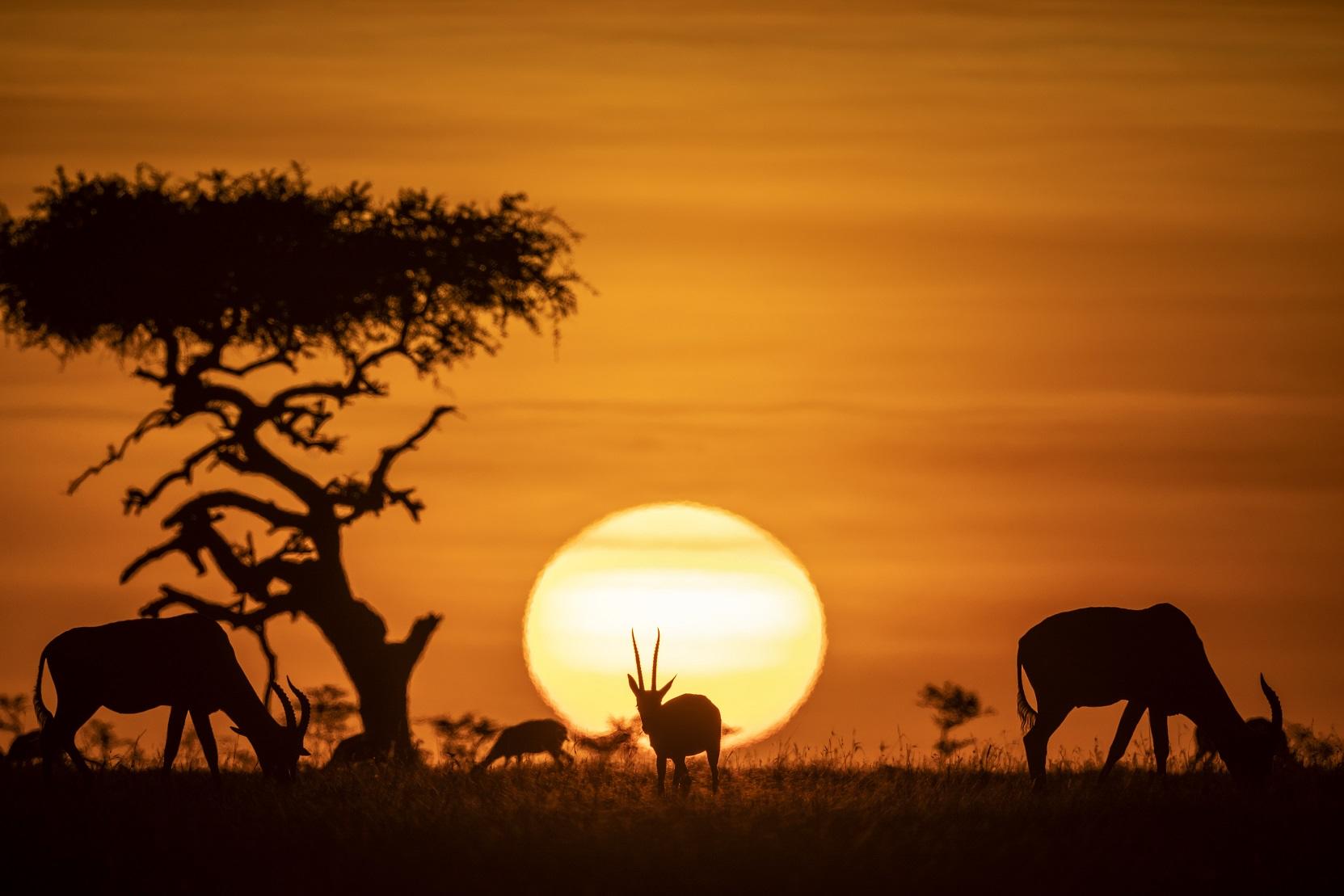 Sunset Sundowner gallery image 3