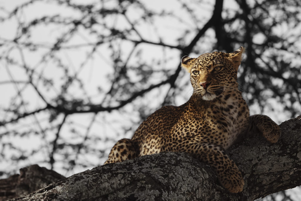 Safari & Wildlife