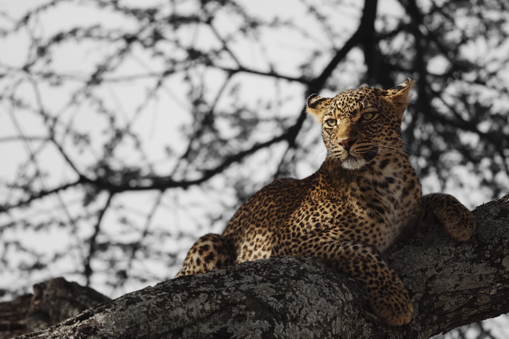Safari & Wildlife