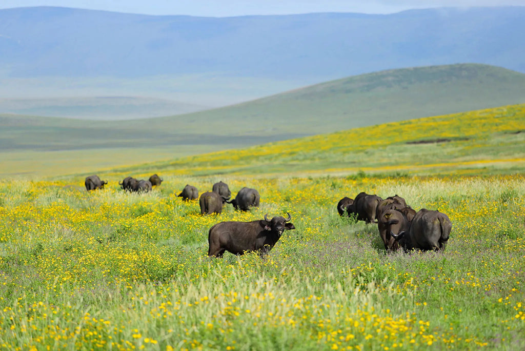 The Highlands - Buffalo in the Ngorongoro at The Highlands, Ngorongoro Crater, Tanzania.