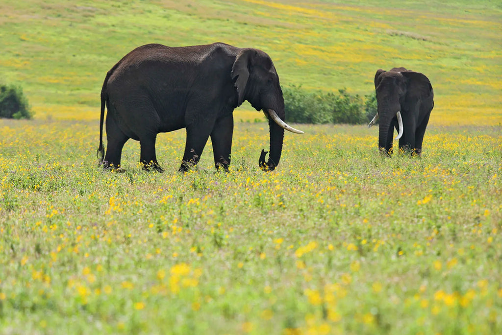 The Highlands - Elephants at The Highlands, Ngorongoro Crater, Tanzania.
