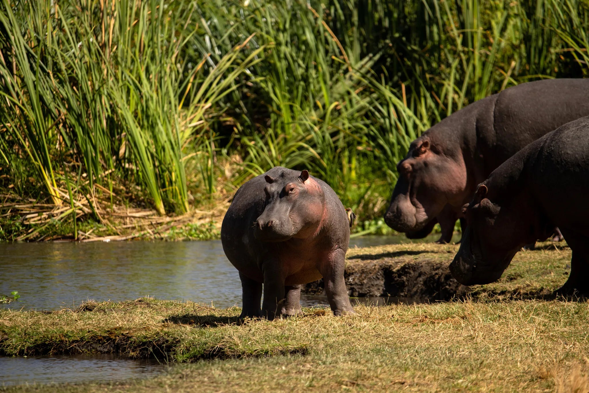 The Highlands - Hippos Having a Splash at The Highlands, Ngorongoro Crater, Tanzania.