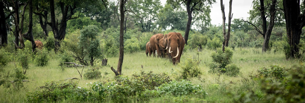 The Elephant Cafe gallery image 7