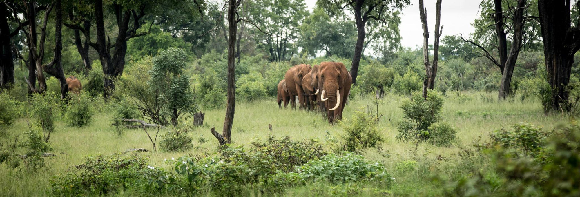 The Elephant Cafe gallery image 7