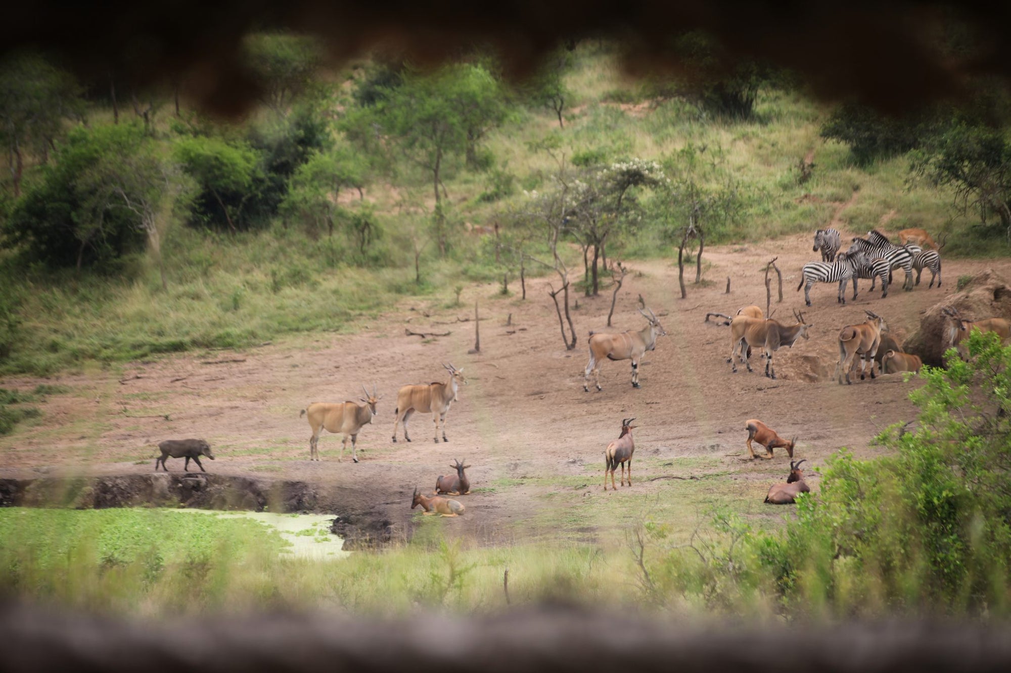 Hide Walk - No Extra Charge - Mihingo Lodge Activity