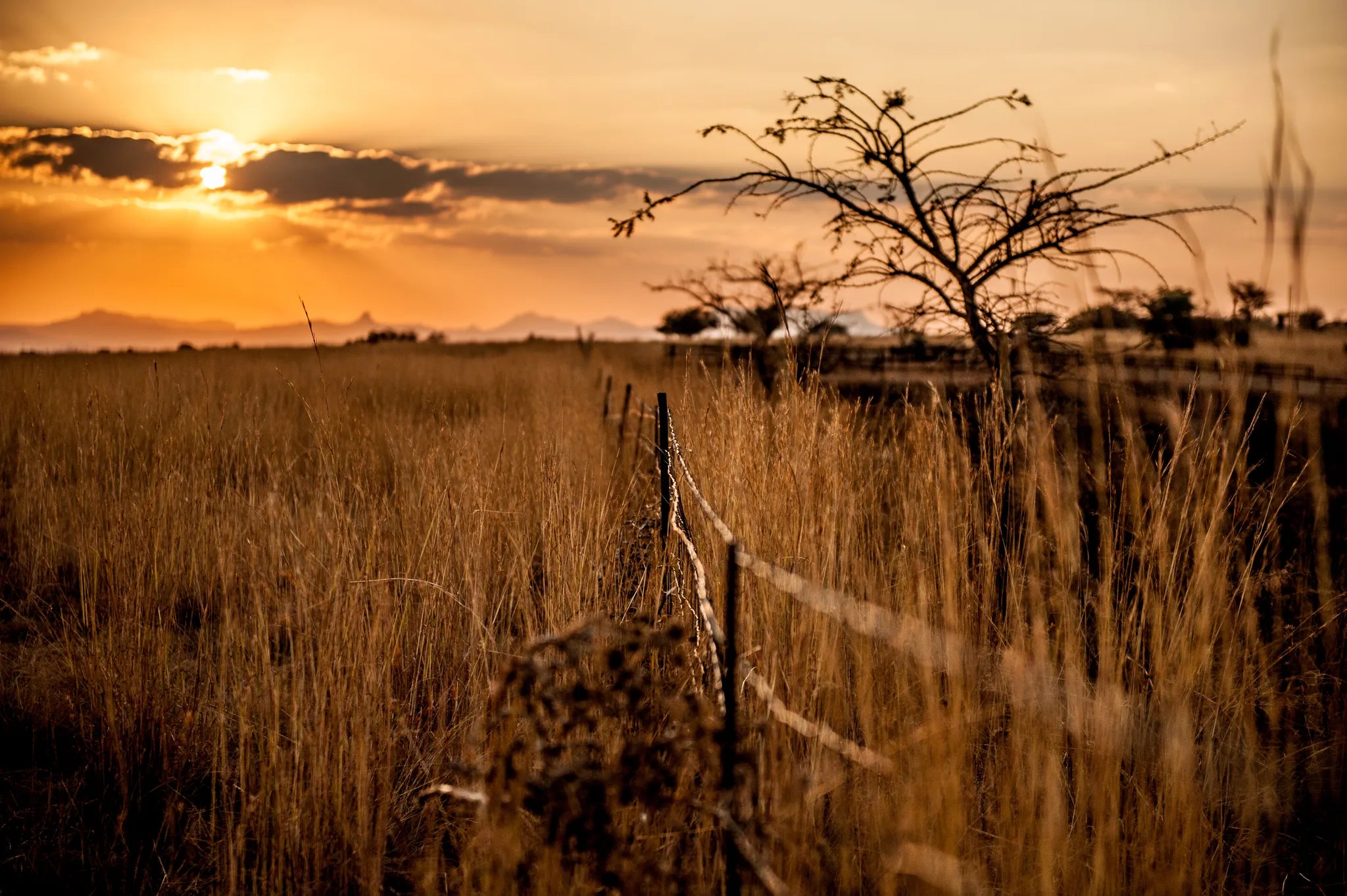 Farm Fence at Three Tree Hill Lodge, Northern Drakensberg, South Africa.