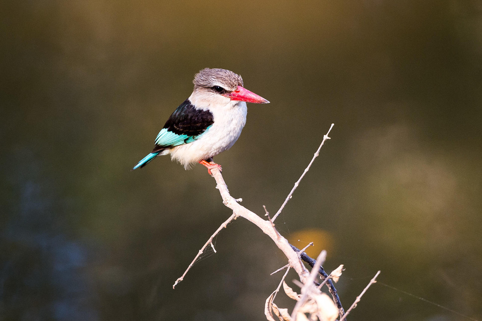 Wilderness Toka Leya – Guided Nature Walks *
