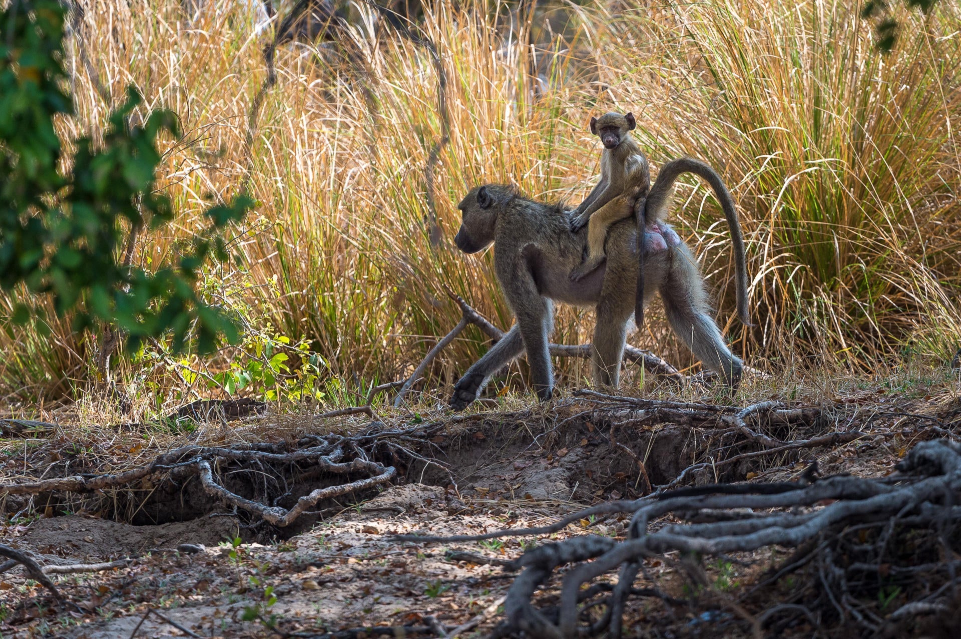 Wilderness Toka Leya – Guided Nature Walks * gallery image 3