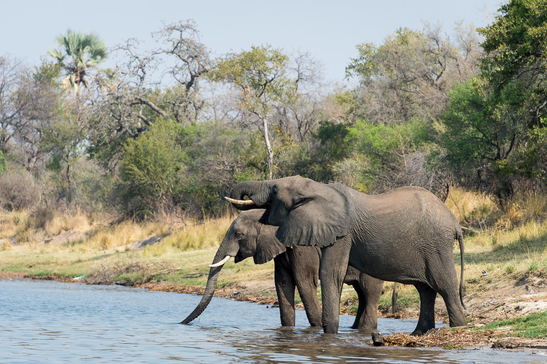 Wilderness Toka Leya – Game Drives gallery image 3