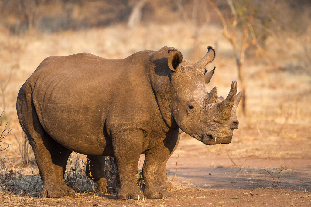 Wilderness Toka Leya – Rhino Encounter * gallery image 3