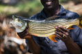 Wilderness Toka Leya – Fishing * gallery image 1