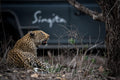 Game drives gallery image 1