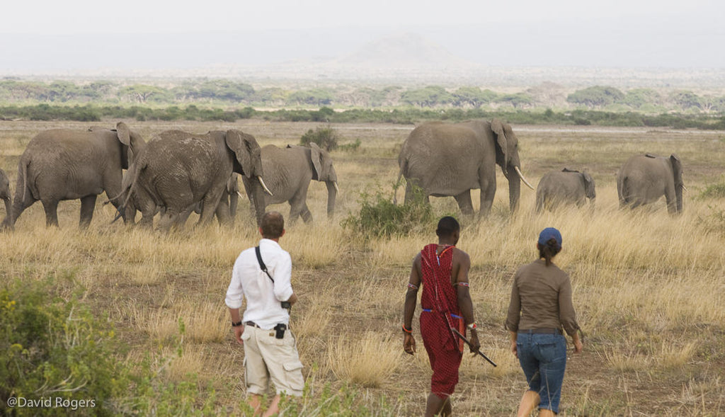 Walking Safari gallery image 3