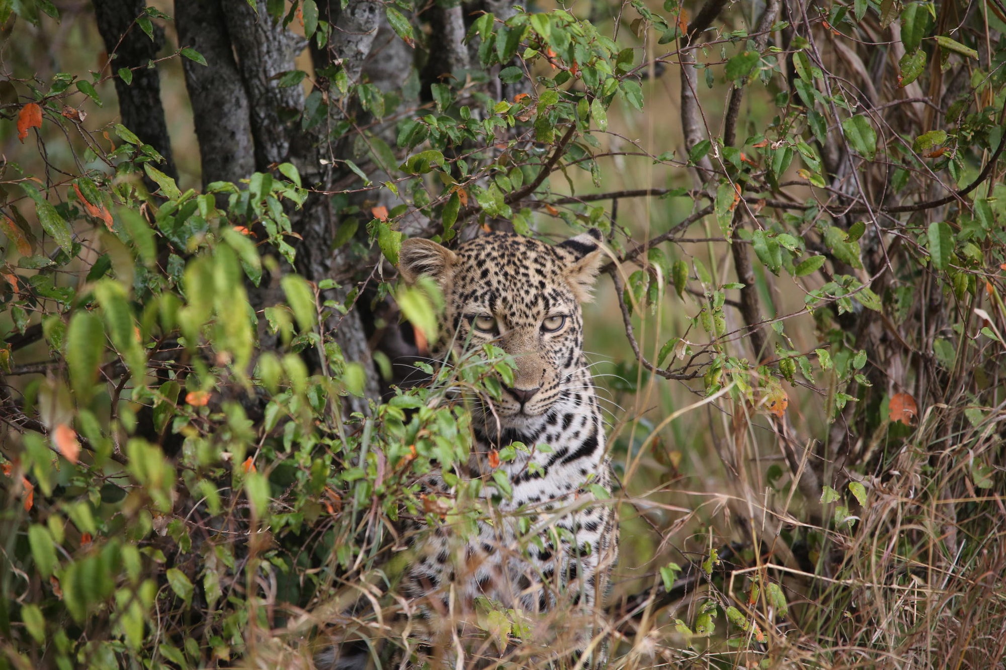 Game Drives Day / Night gallery image 4