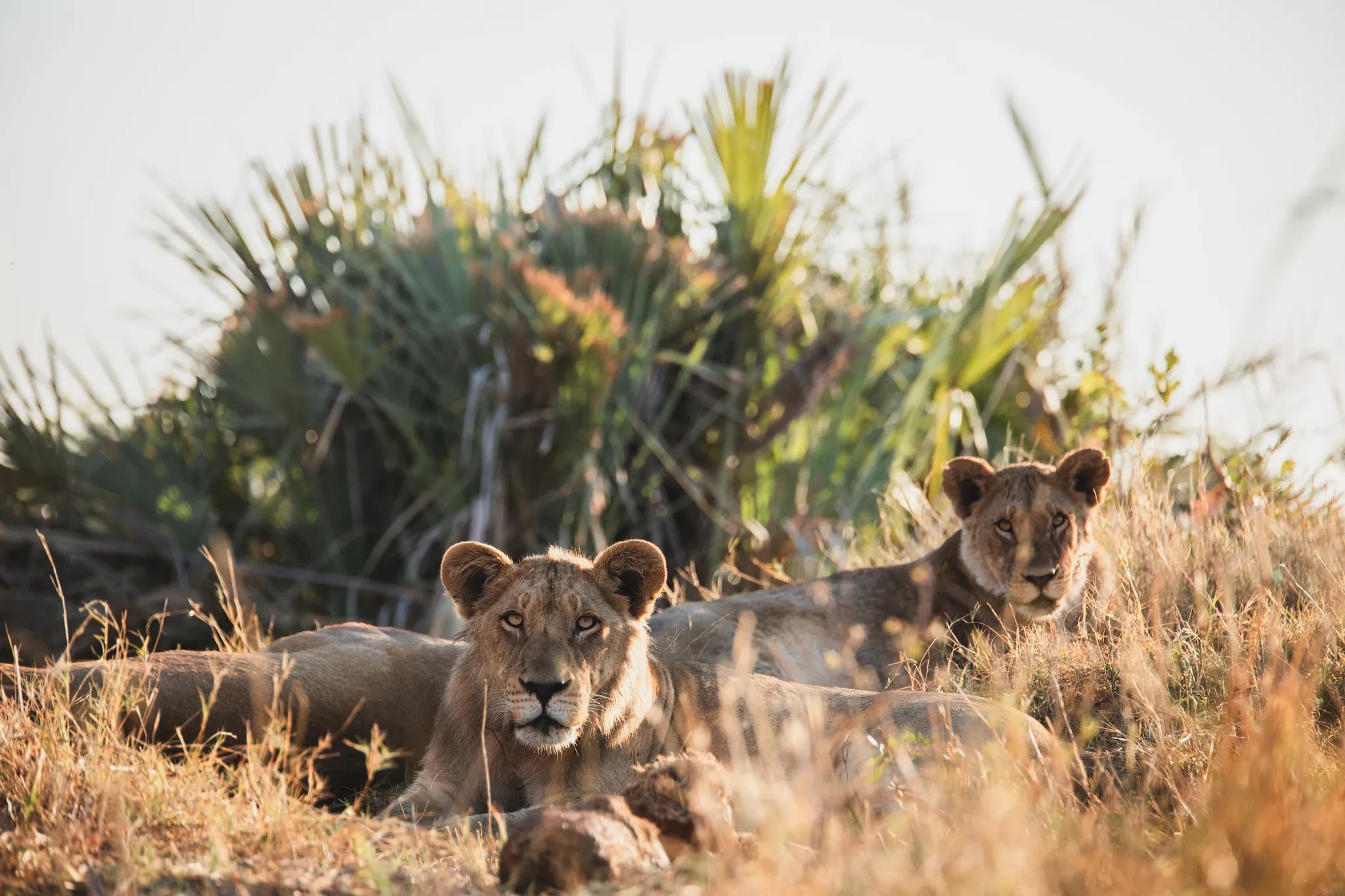 Wilderness Tubu Tree at Tubu Tree, Okavango Delta, Botswana.
