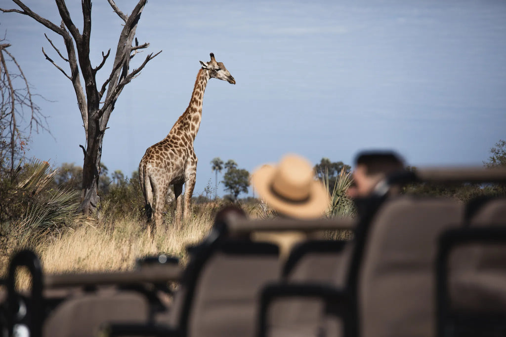 Wilderness Tubu Tree at Tubu Tree, Okavango Delta, Botswana.