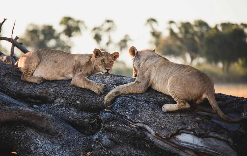 Wilderness Tubu Tree at Tubu Tree, Okavango Delta, Botswana.