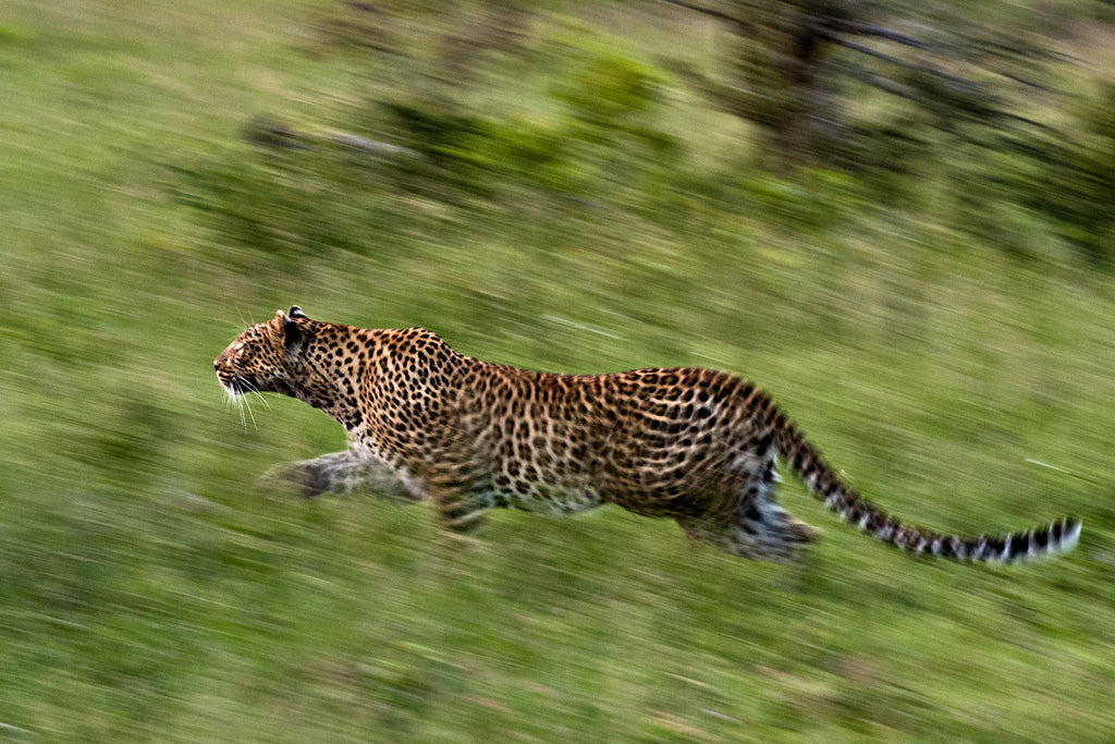 Game Drives  gallery image 11