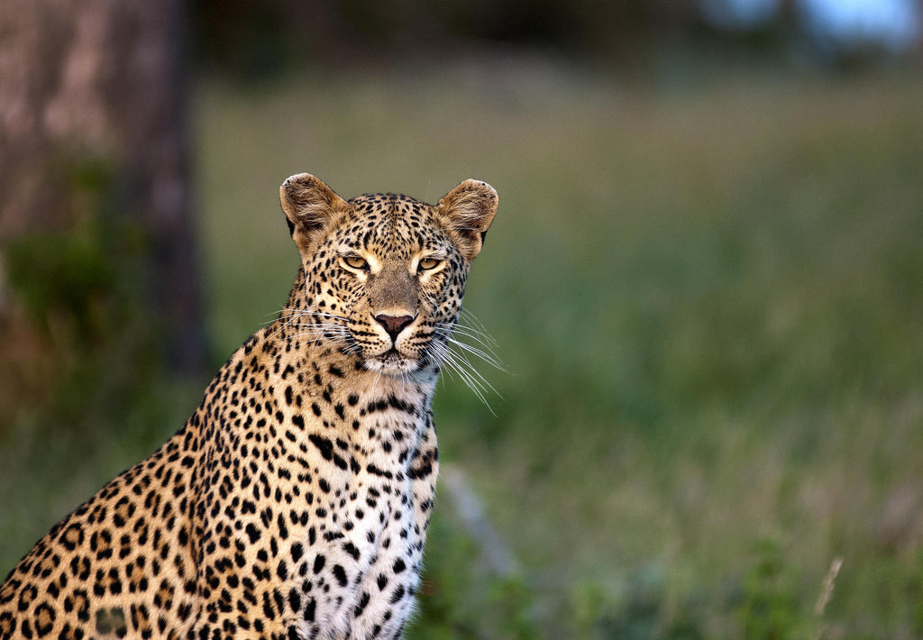 Game Drives  gallery image 13