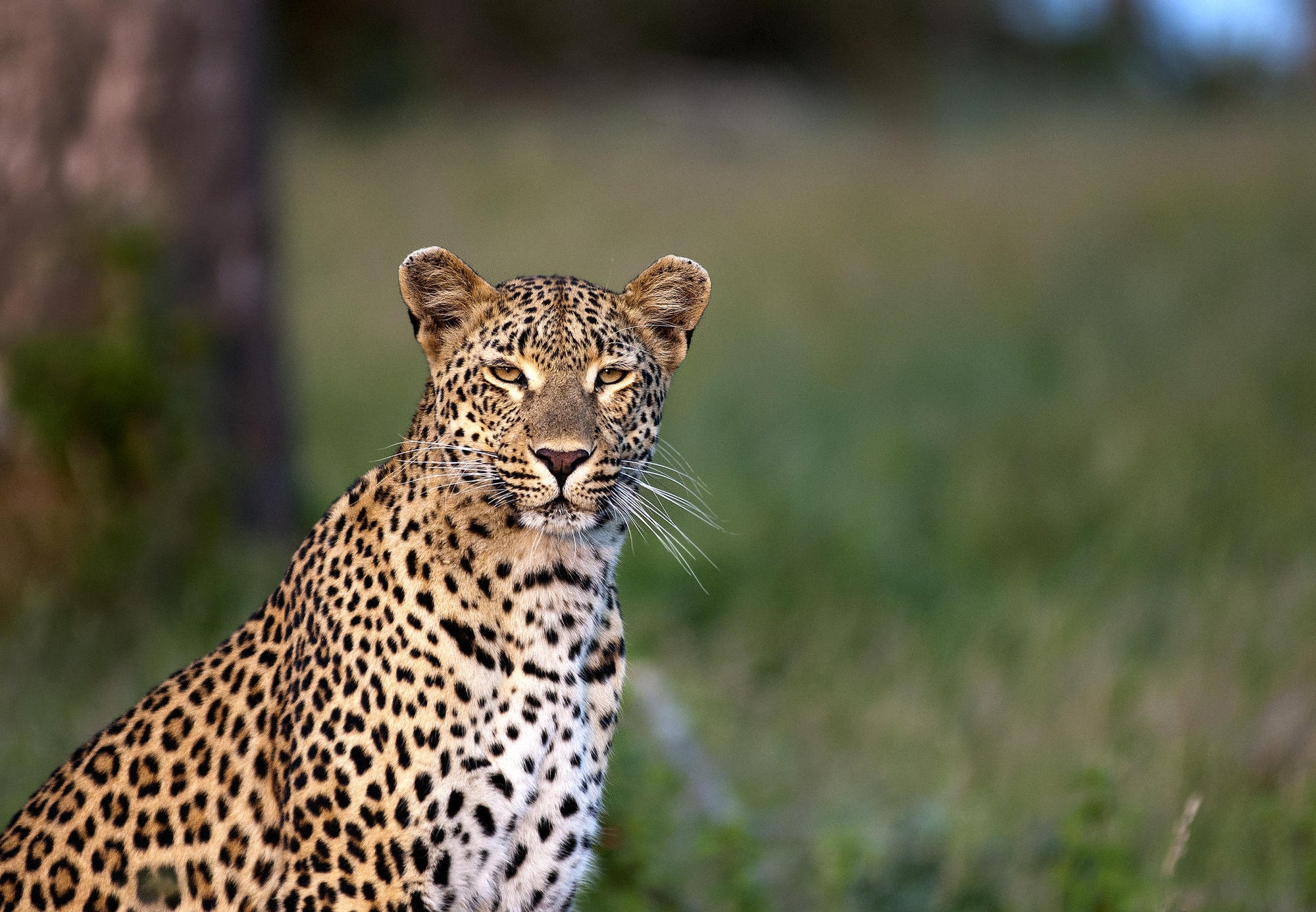 Game Drives  gallery image 13