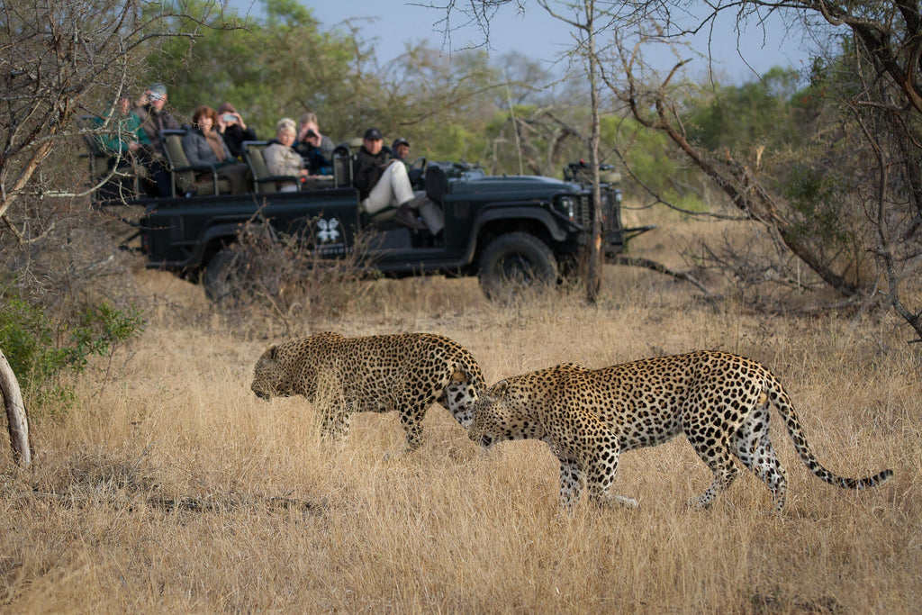 Game Drives  gallery image 10