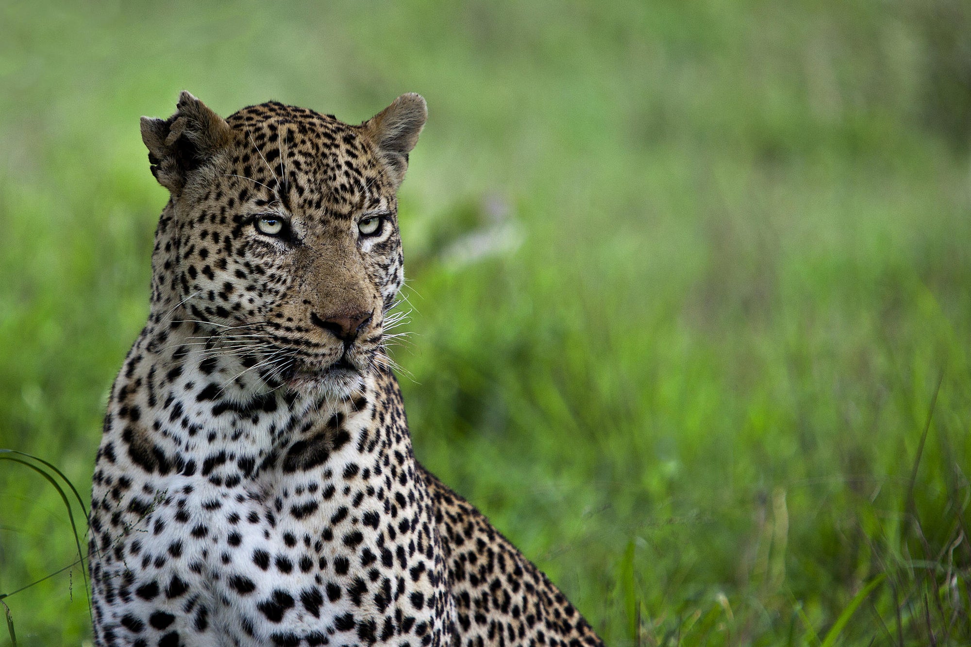 Game Drives  gallery image 15