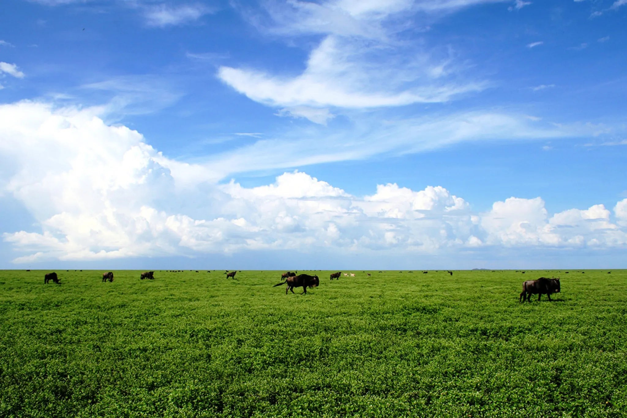 Ubuntu Camp - Migration at Ubuntu Migration Camp - North (June - Nov), Northern Serengeti, Tanzania.
