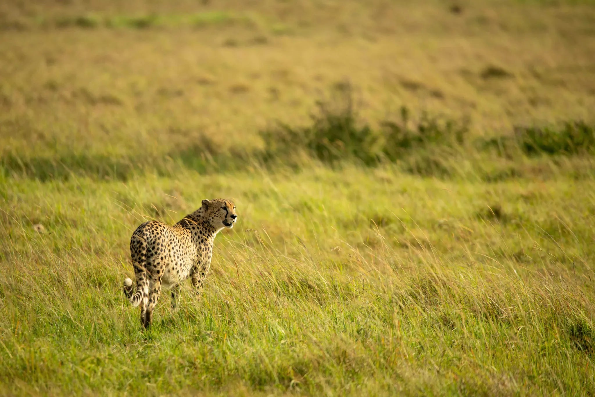 Ubuntu Camp - Cheetah at Ubuntu Migration Camp - South (Dec - Mar), Southern Serengeti, Tanzania.