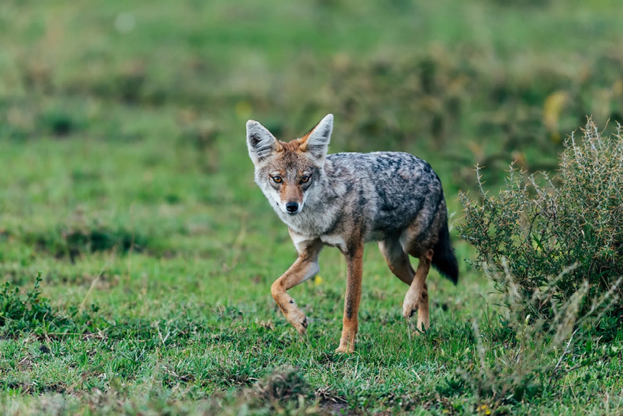 Ubuntu Camp - Golden jackal at Ubuntu Migration Camp - South (Dec - Mar), Southern Serengeti, Tanzania.