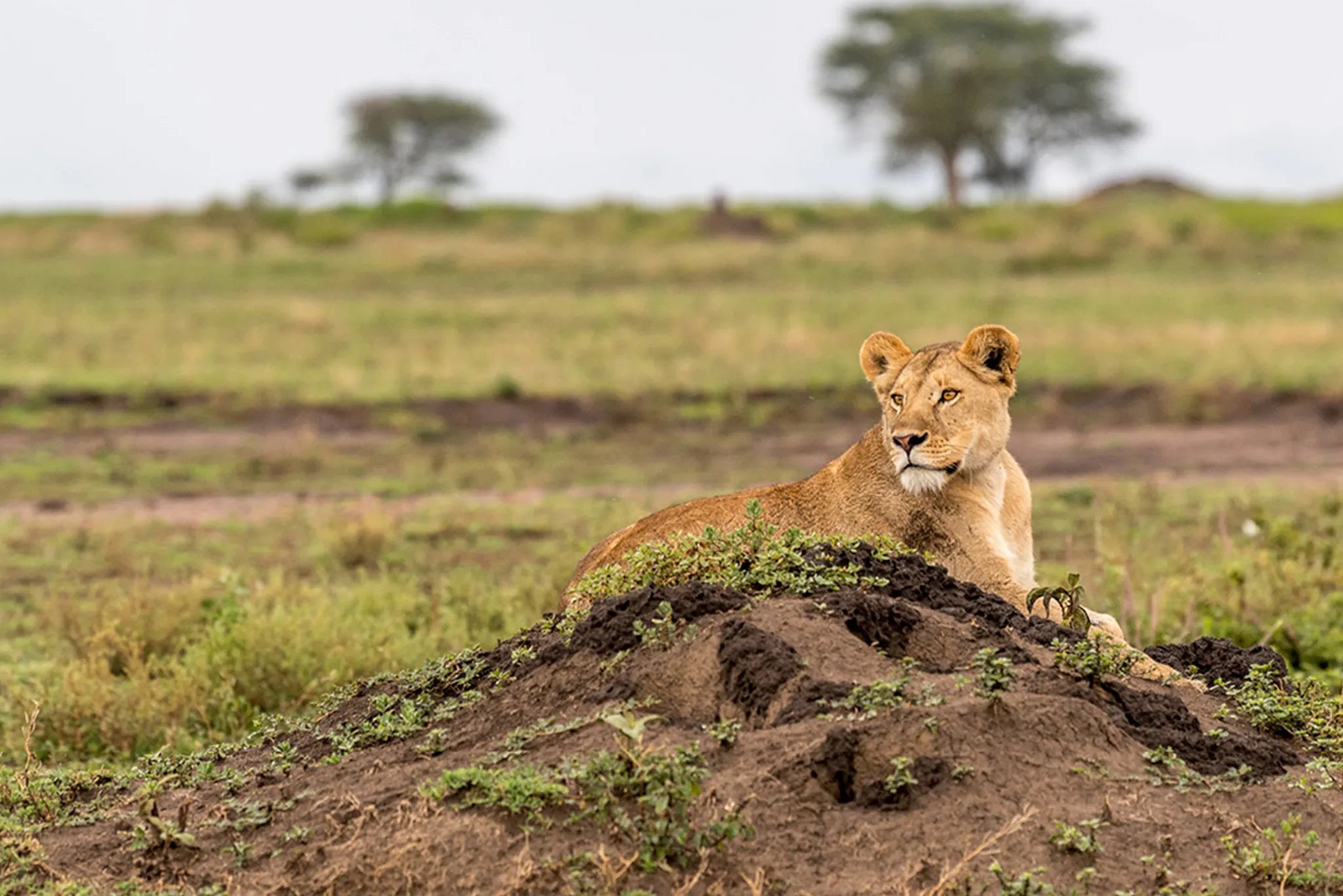 Ubuntu Camp - Lioness at Ubuntu Migration Camp - South (Dec - Mar), Southern Serengeti, Tanzania.
