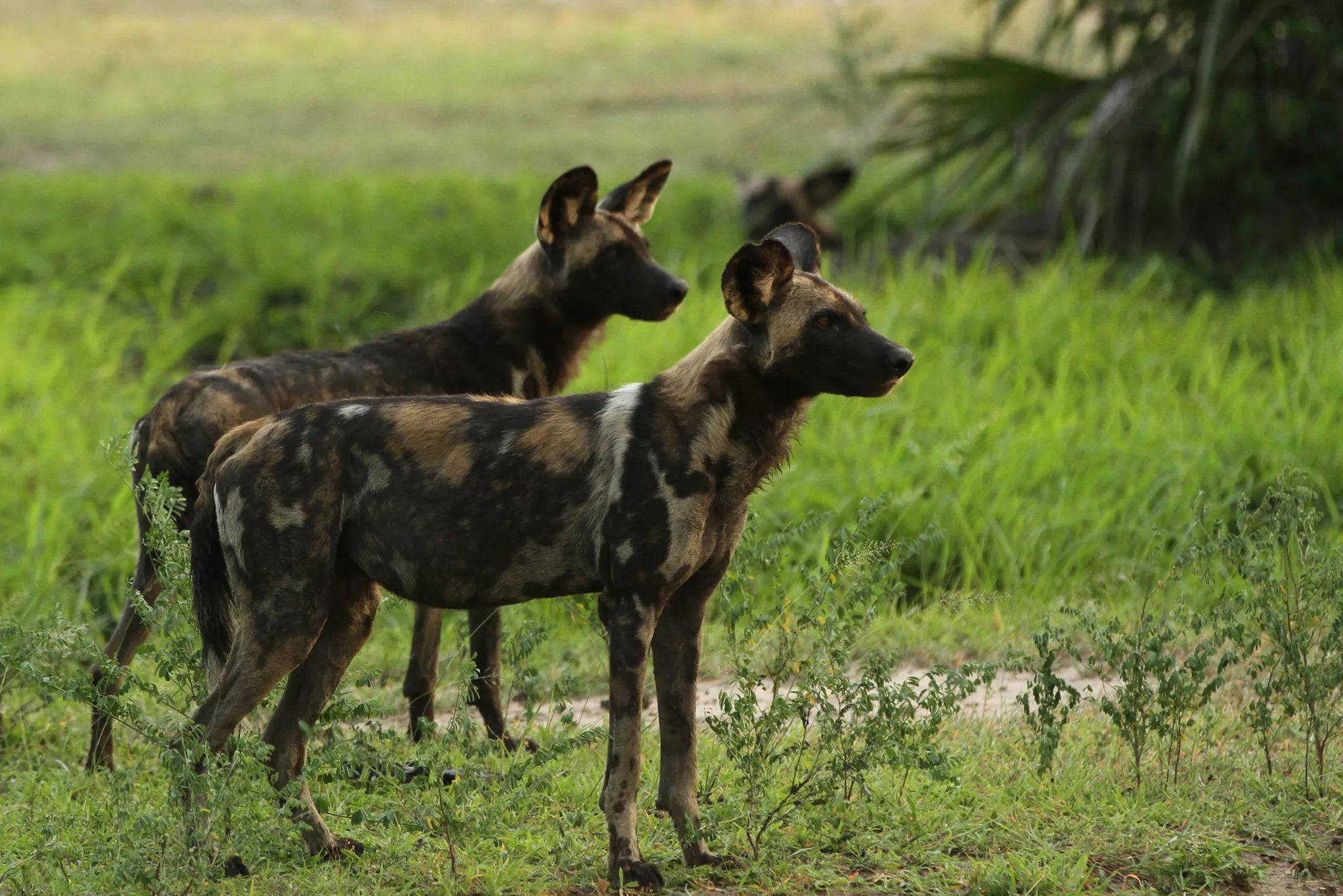 Ubuntu Camp - Wild dogs at Ubuntu Migration Camp - South (Dec - Mar), Southern Serengeti, Tanzania.