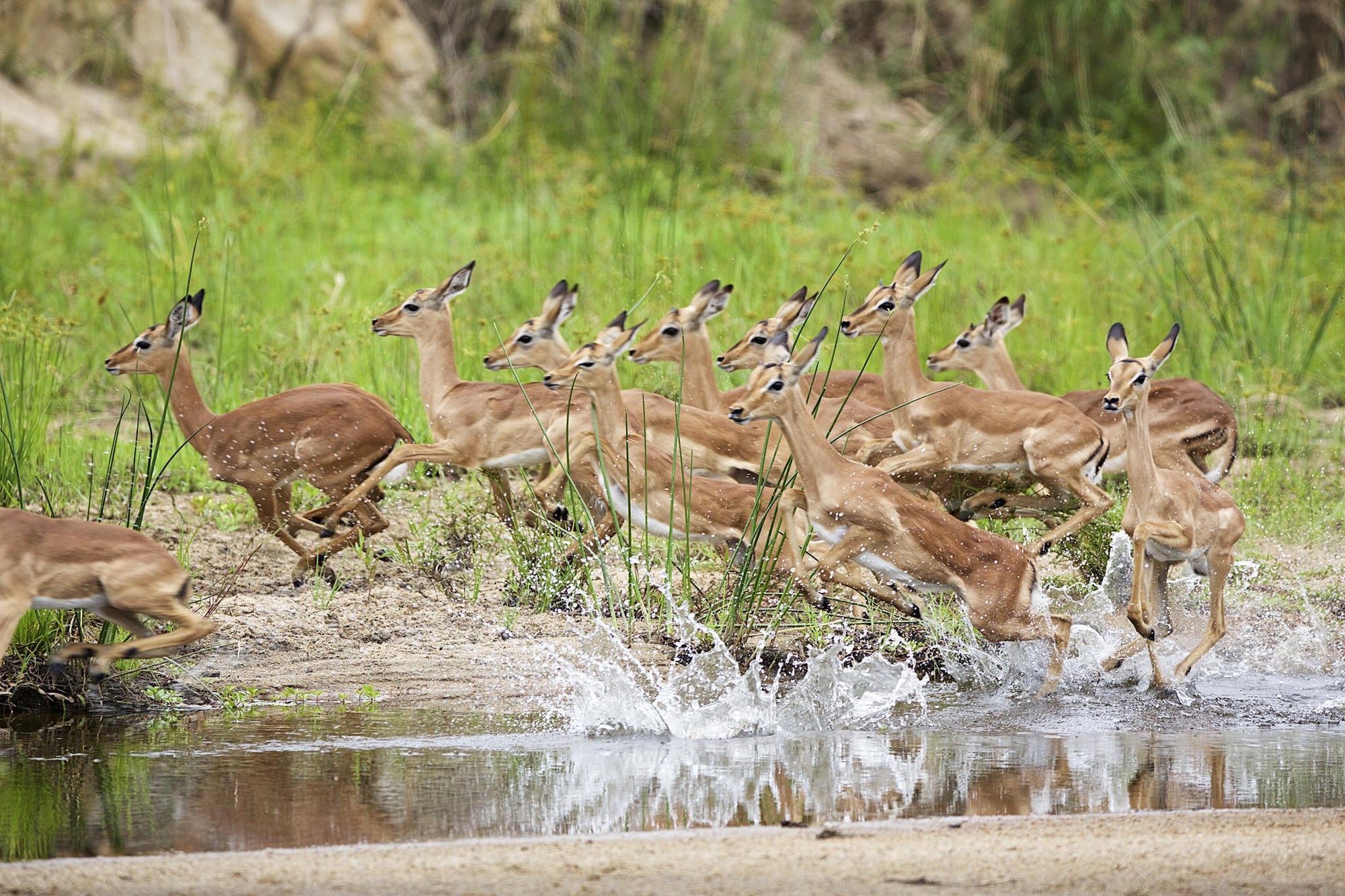 Game Drives gallery image 9