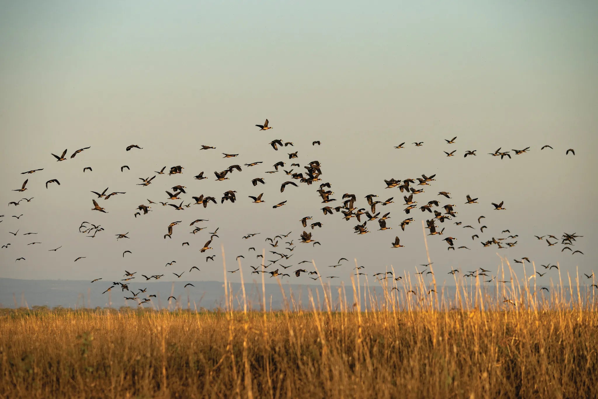Usangu Expedition Camp - Birds Flocking Over Ruaha at Usangu Expedition Camp, Ruaha National Park, Tanzania.
