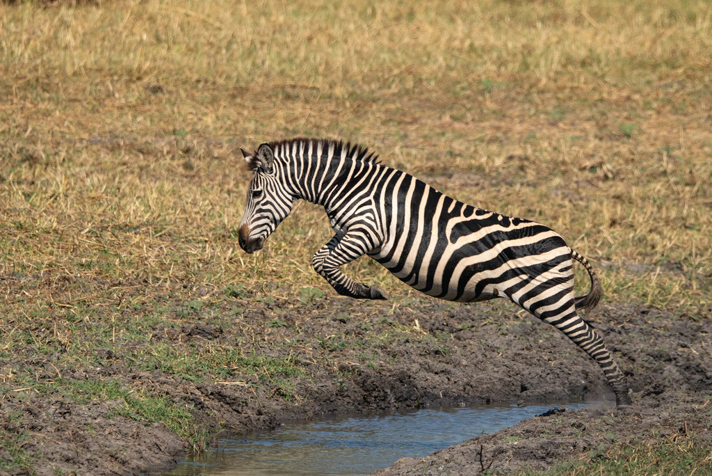 Usangu Expedition Camp - Zebra Leaping Over a Puddleac at Usangu Expedition Camp, Ruaha National Park, Tanzania.