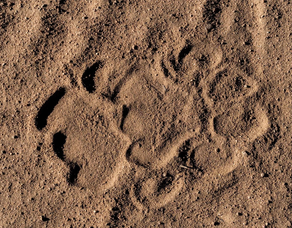 Usangu - Predator Identification at Usangu Expedition Camp, Ruaha National Park, Tanzania.