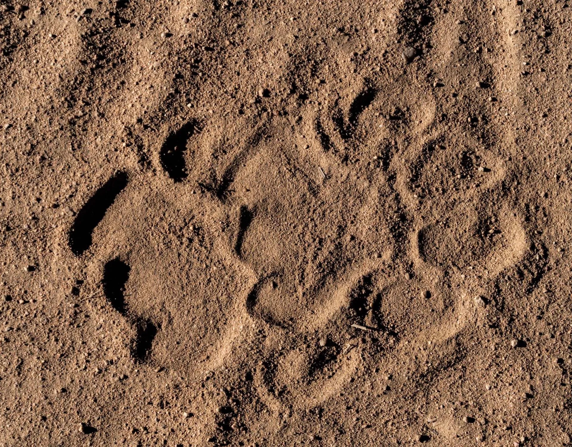 Usangu - Predator Identification at Usangu Expedition Camp, Ruaha National Park, Tanzania.