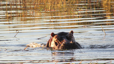 Sunrise and Sunset River Cruise