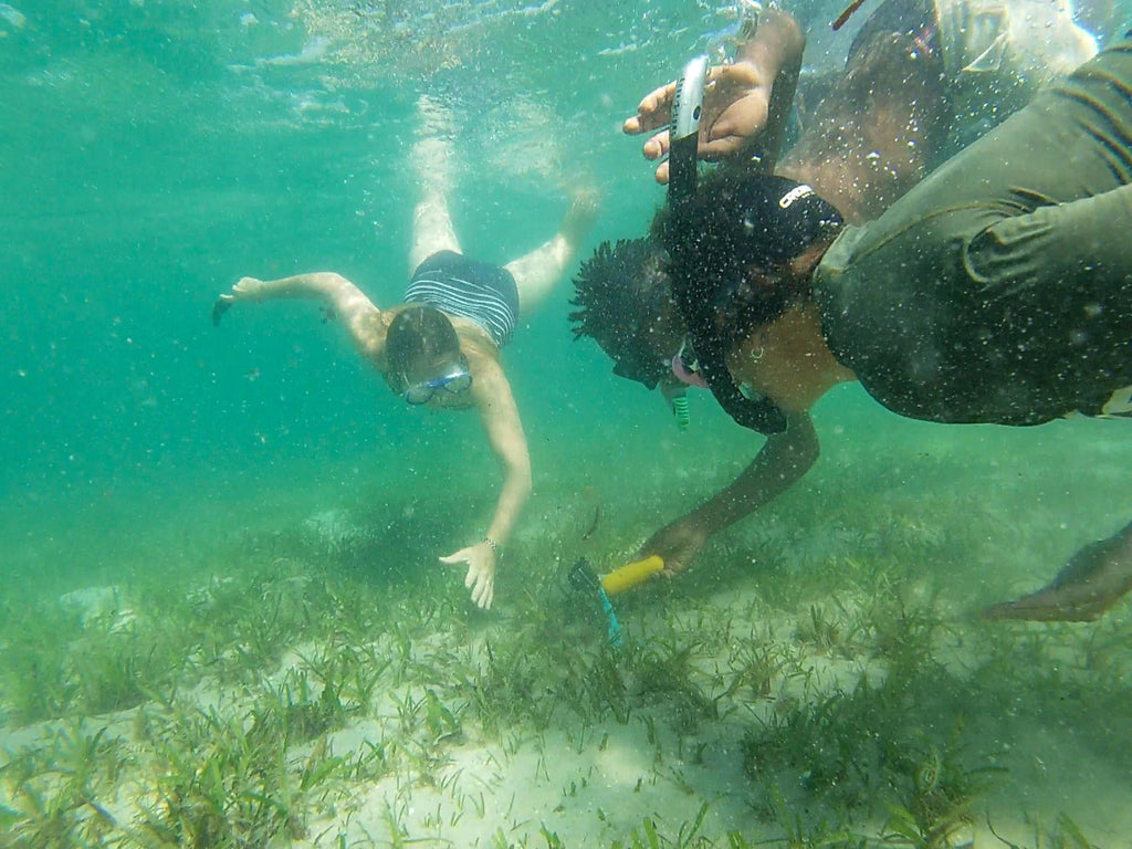 Sea Horse Safari gallery image 9