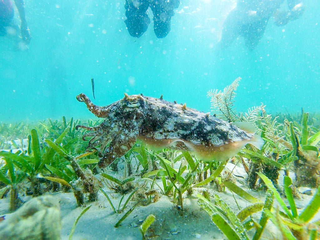 Sea Horse Safari gallery image 11