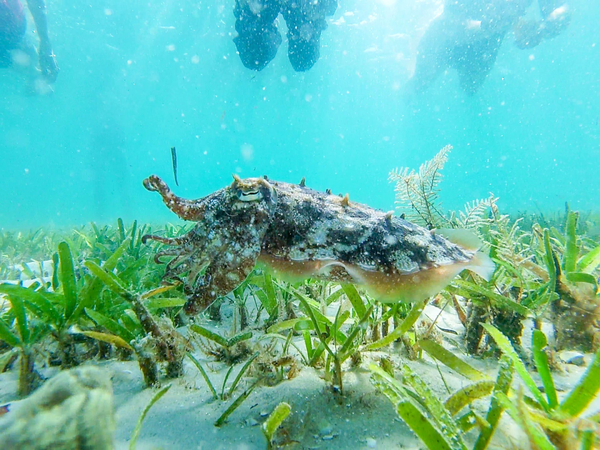 Sea Horse Safari gallery image 11