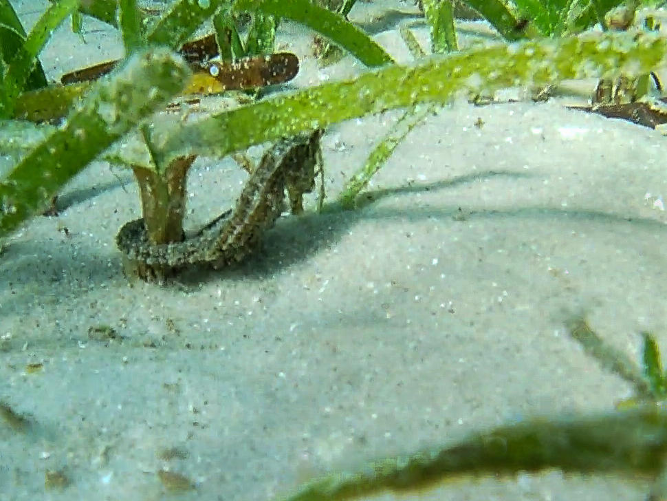 Sea Horse Safari gallery image 8