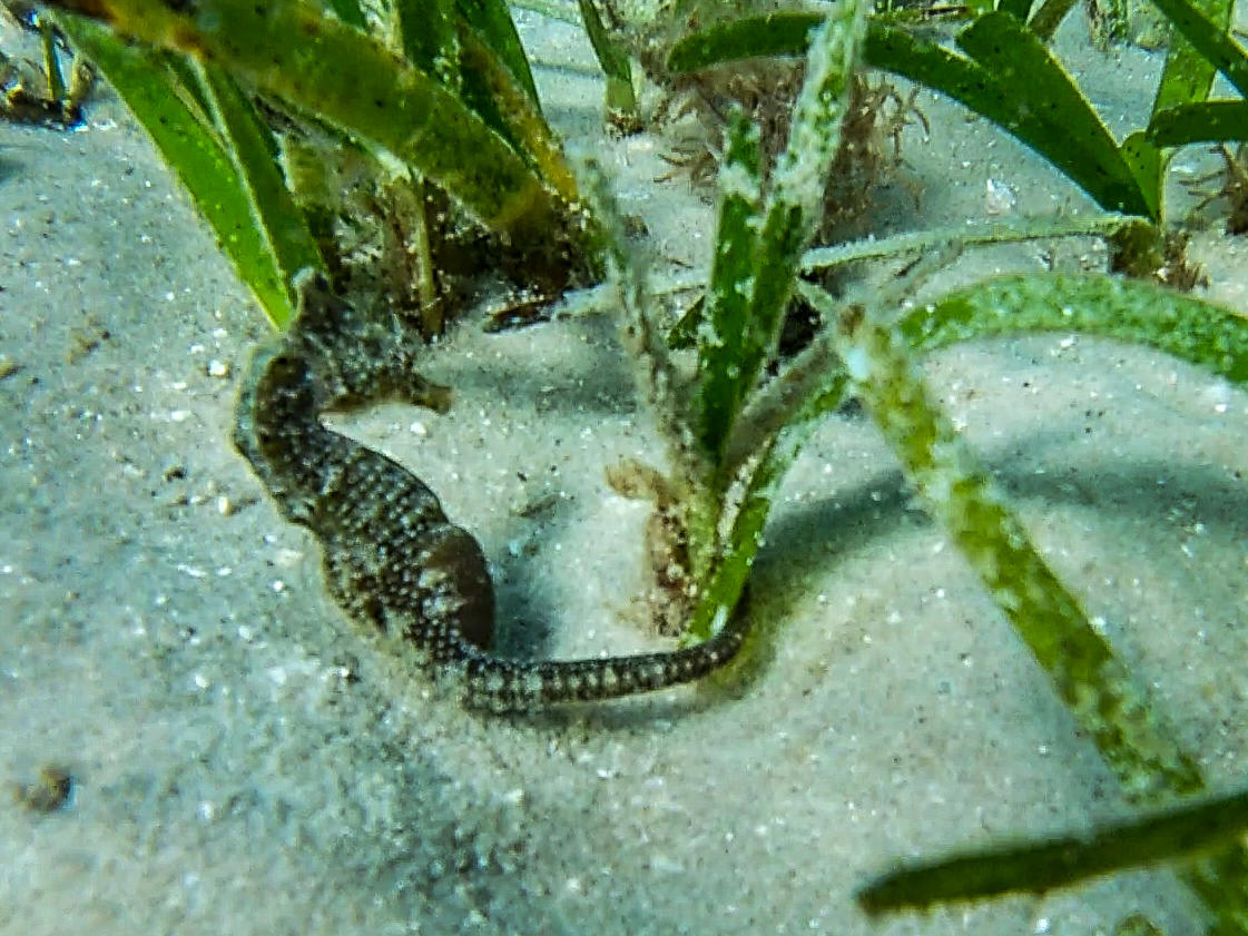 Sea Horse Safari gallery image 10